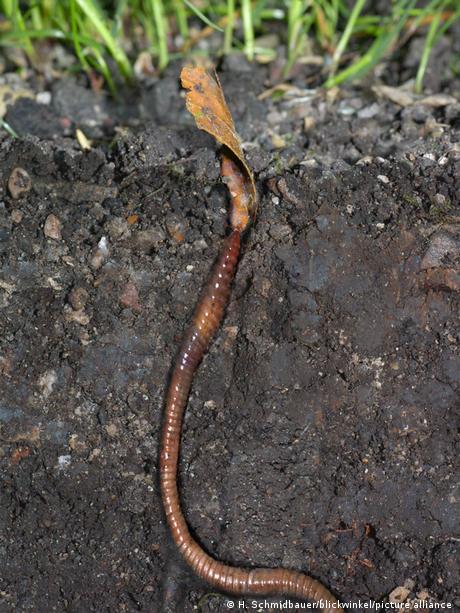 Earthworm in dirt