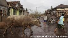 A man brings his buffaloes for evacuation past houses covered with ash following an eruption of Mount Semeru, seen in the background, in Lumajang, East Java, Indonesia, Sunday, Dec. 5, 2021. The highest volcano on Indonesia’s most densely populated island of Java spewed thick columns of ash, searing gas and lava down its slopes in a sudden eruption triggered by heavy rains on Saturday. (AP Photo/Trisnadi)