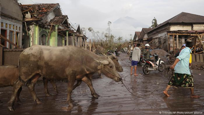 Seorang pria membawa sapinya untuk evakuasi melewati rumah-rumah yang tertutup abu menyusul letusan Gunung Semeru, terlihat di latar belakang, di Lumajang, Jawa Timur, Indonesia Seorang pria membawa sapinya untuk evakuasi melewati rumah-rumah yang tertutup abu menyusul letusan Gunung Semeru, terlihat di latar belakang, di Lumajang, Jawa Timur, Indonesia