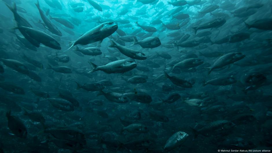 Какво се влива във водите на Черно море – DW – 17.12.2021