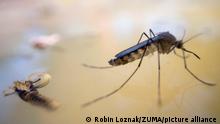 June 27, 2021, ELKTON, OREGON, U.S.A: An adult mosquito floats on the surface of a cattle water trough after emerging from its pupa stage on a farm near Elkton in rural western Oregon. Diseases that are spread to people by mosquitoes include Zika virus, West Nile virus, Chikungunya virus, dengue, and malaria. (Credit Image: © Robin Loznak/ZUMA Wire