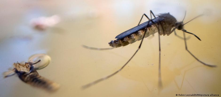 Mosquito é o transmissor do vírus que causa a febre chikungunya 