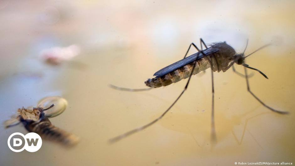 Corona-Krise wirft Kampf gegen Malaria zurück