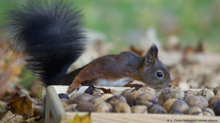 Ein europäisches Eichhörnchen beugt sich über ein Behältnis mit Walnüssen