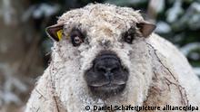 В Германии на елочных плантациях работают овцы (фото)