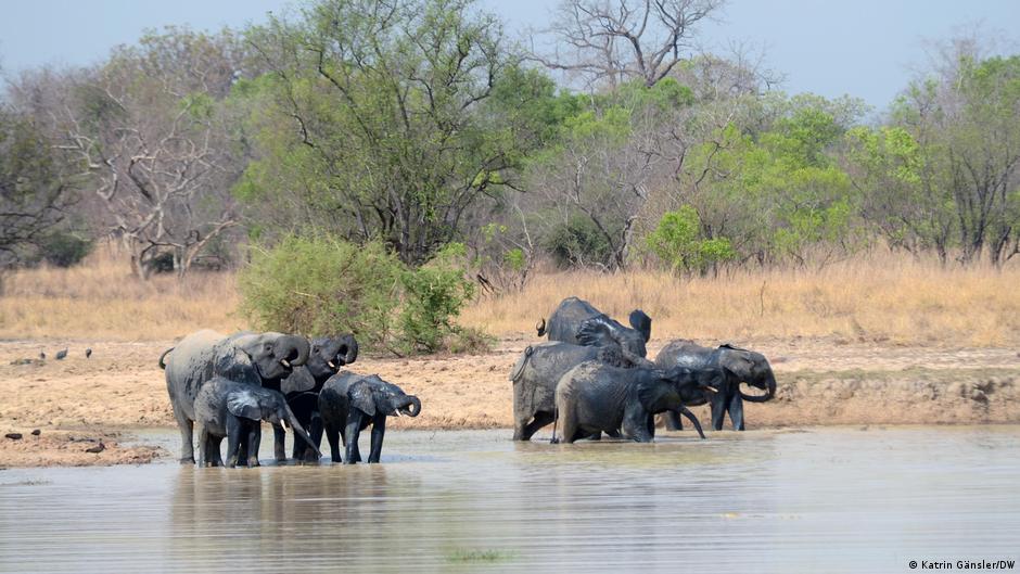 African Parks: When conservation becomes a question of power