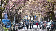 27.04.2021
Women, wearing face masks due to the coronavirus pandemic, walk under cherry blossoms in a street in Bonn, Germany, on a spring Tuesday, April 27, 2021. (AP Photo/Martin Meissner)