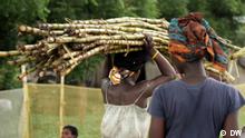 Gana: A produção de cana-de-açúcar pode ser sustentável