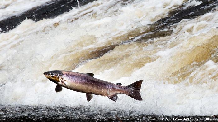 A salmon jumping out of the water 