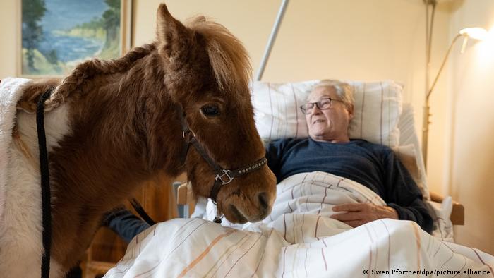 Ovog ponija su doveli u posetu stanovnicima jednog doma za stare u Nemačkoj - na maženje. Za one koji su nepokretni, poni Paulina je smeo da priđe i krevetu. Posete životnja u ovom domu predviđene su svakog meseca...