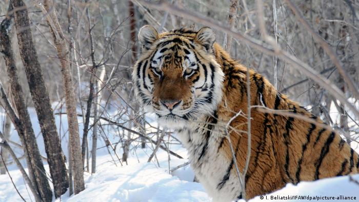 Die Amur-Tiger im Osten Russlands - bedroht durch zu viel Schnee und skrupellose Wilderer 
