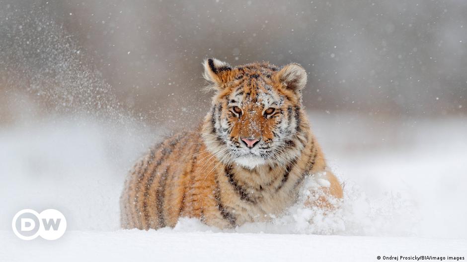 Sorge um Amur-Tiger wegen extremer Schneemassen