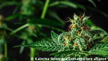 Foto simbólica de una planta de cannabis.