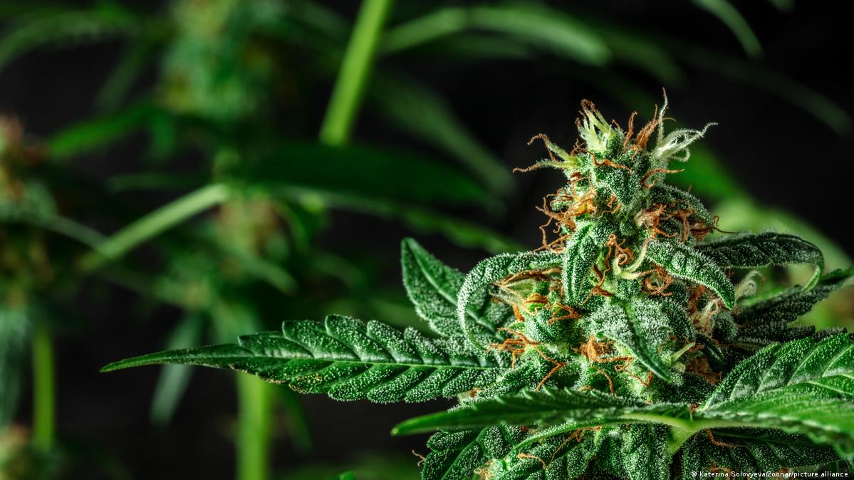 Malta approves legalizing recreational cannabis – DW – 12/14/2021