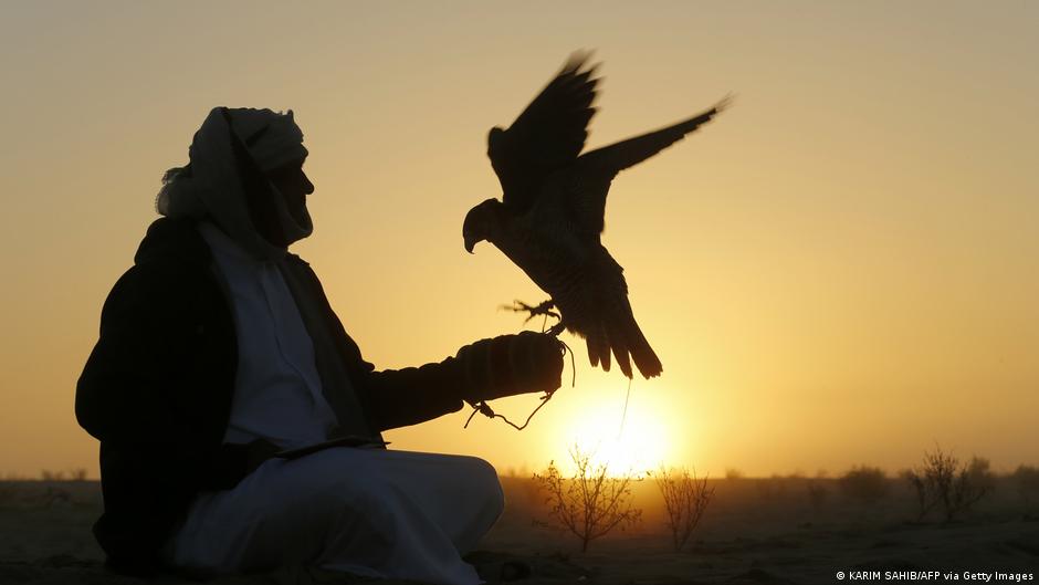 Ein Falke sitzt auf dem Handschuh des Falkners im Sonnenuntergang 