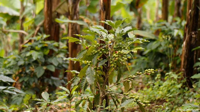 Caficultores impulsan la biodiversidad en México |  Ideas globales |  DW