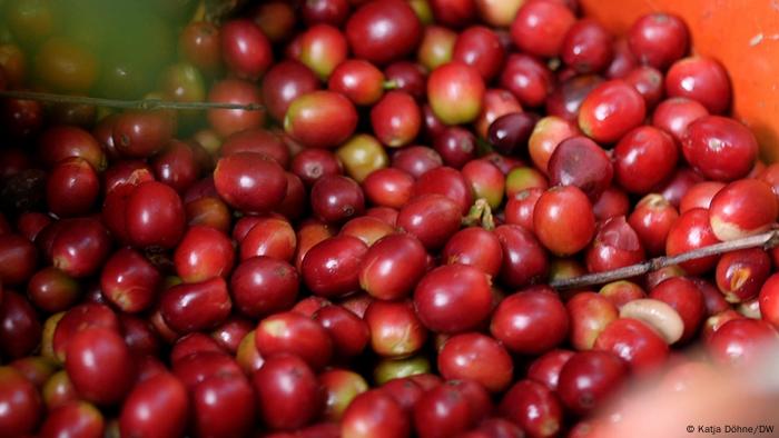 Global Ideas | Kaffeeanbau in Mexiko