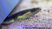 This picture taken on October 25, 2021 shows an eel in an aquarium at the Japan Fisheries Research and Education Agency in a suburb of Minamiizu, Shizuoka prefecture. - Consumed worldwide, eel is particularly popular in Asia, and perhaps nowhere more so than Japan, where remains found in tombs show it has been eaten on the archipelago for thousands of years.
- TO GO WITH AFP STORY JAPAN-FOOD-ENVIRONMENT-EEL,FEATURE BY MATHIAS CENA (Photo by Behrouz MEHRI / AFP) / TO GO WITH AFP STORY JAPAN-FOOD-ENVIRONMENT-EEL,FEATURE BY MATHIAS CENA (Photo by BEHROUZ MEHRI/AFP via Getty Images)