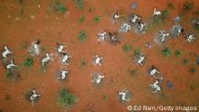 WAJIR COUNTY, KENYA - DECEMBER 10: (Editors note: Image contains graphic content) In this aerial view, sheep, weak from months of drought, lie dead by the side of the road after they died from cold when the rain came, on December 10, 2021 in Wajir County, Kenya. A prolonged drought in the country's north east has created food and water shortages, pushing pastoralist communities and their livestock to the brink. The area has received less than a third of normal rainfall since September. (Photo by Ed Ram/Getty Images)