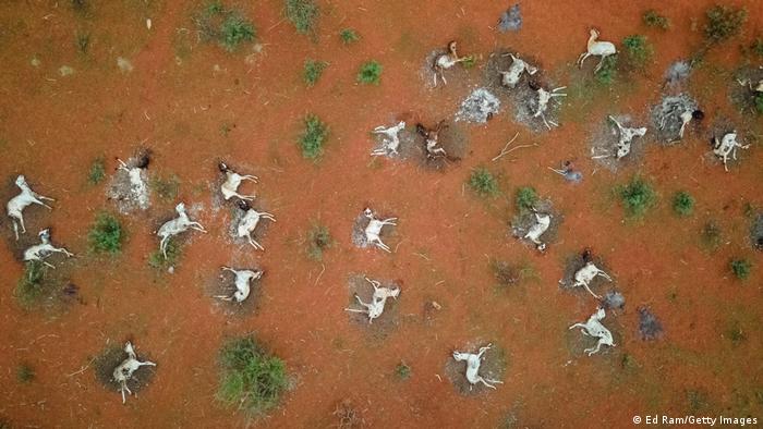 Aerial shot of dead sheep scattered across a dry landscape