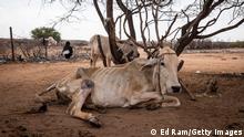 Kenia die Dürre hat eine verheerende Wirkung auf den Haustierbestand