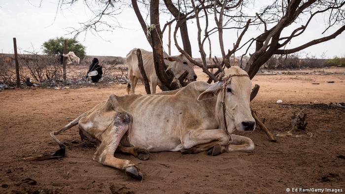 Kenia die Dürre hat eine verheerende Wirkung auf den Haustierbestand