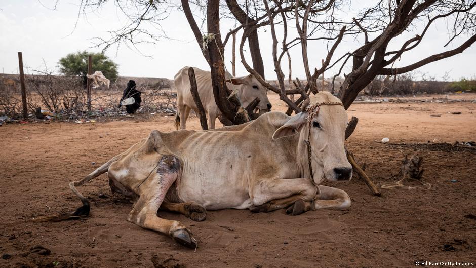 East Africa faces worst hunger crisis in decades | Africa | DW - Vimarsana News