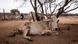 An emaciated cow lying on the ground in Kenya An emaciated cow lying on the ground in Kenya