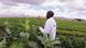 Pertanian organik di Kenya Pertanian organik di Kenya
