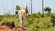 A cow stands in a deforested part of the Amazon A cow stands in a deforested part of the Amazon