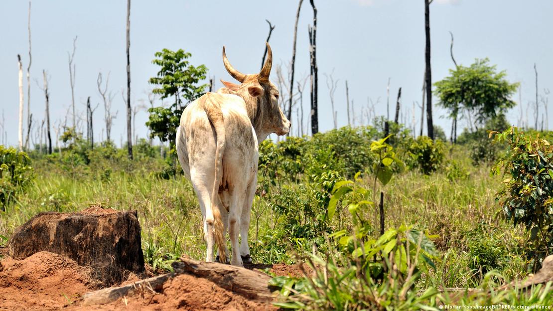 Boi em terreno desmatado no Mato Grosso