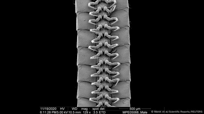 Tausendfüßer | Eumillipes persephone