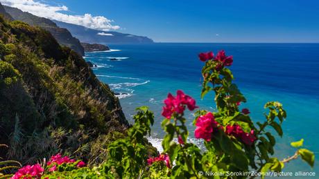 Blumen vor Steilküste und blauem Meer nahe Boaventura auf Madeira, Portugal