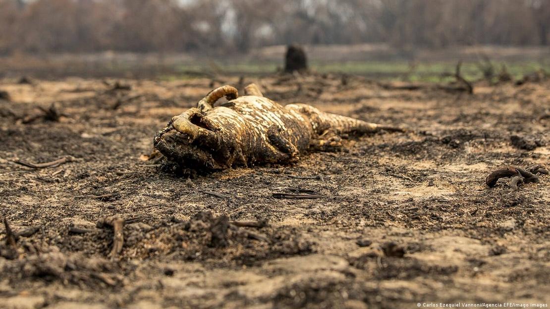 Jacaré morto em meio à seca no Pantanal Jacaré morto em meio à seca no Pantanal