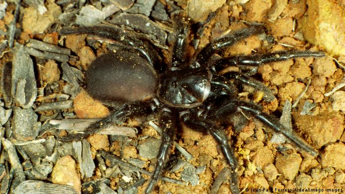 La picadura de esta araña australiana es capaz de perforar uñas y zapatos blandos