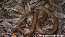 Eastern brown snake, Pseudonaja textilis, dangerous, Adelaide, South Australia, Australia. (Photo by: Auscape/UIG) 