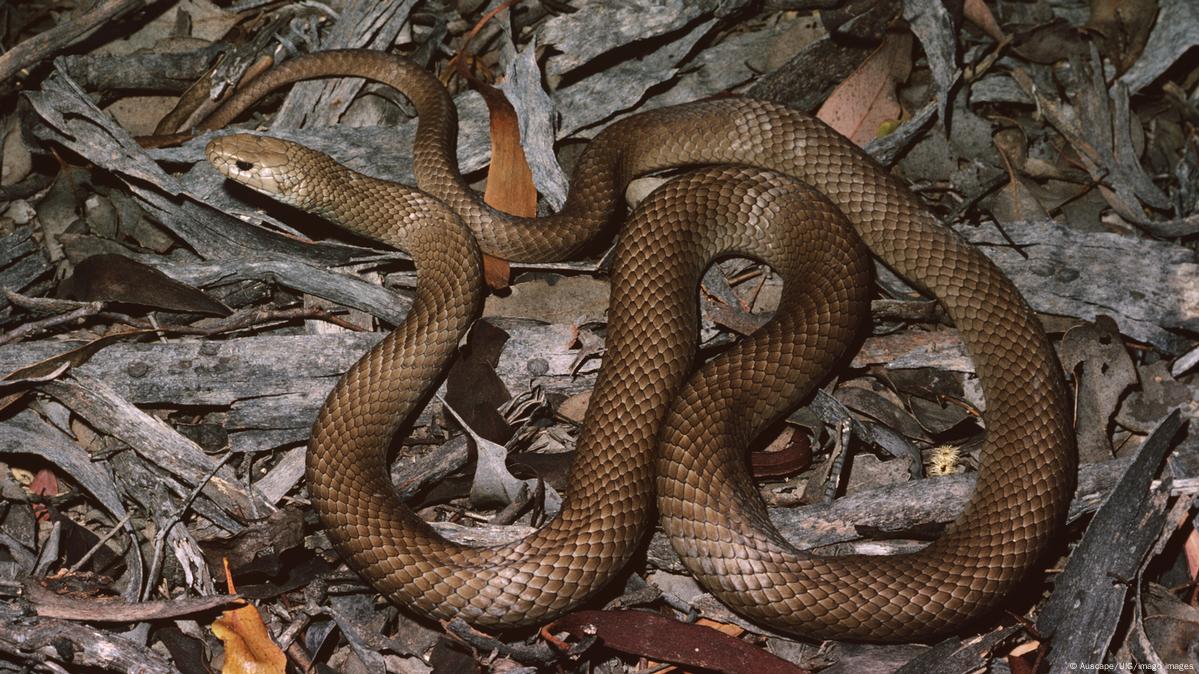 Australian Woman Finds Highly Venomous 6-Foot-Long Snake