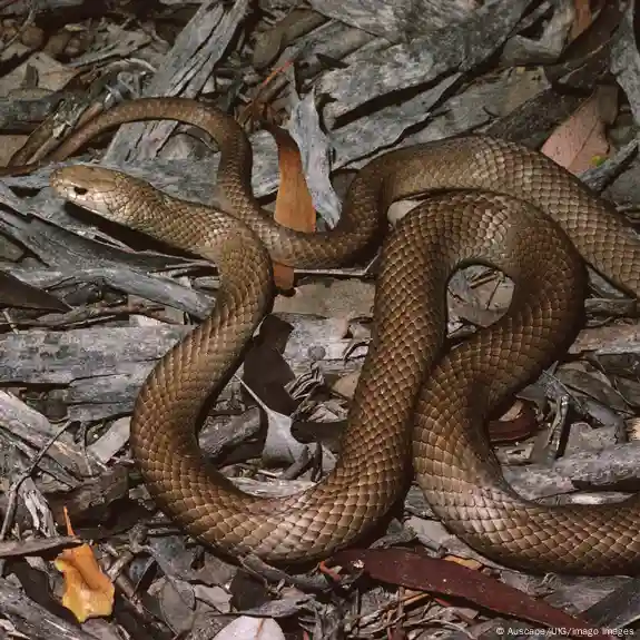 Australian Woman Finds Highly Venomous 6-Foot-Long Snake