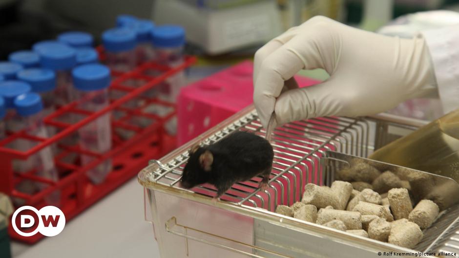 Charite hospital kills over 1,000 test animals – DW – 12/17/2021