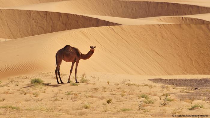 A dromedary camel standing in front of sand dunes in the Mauritanian desert