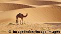 Mauretanien | Kamel in der Wüste 