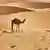 Un dromadaire dans le désert mauritanien