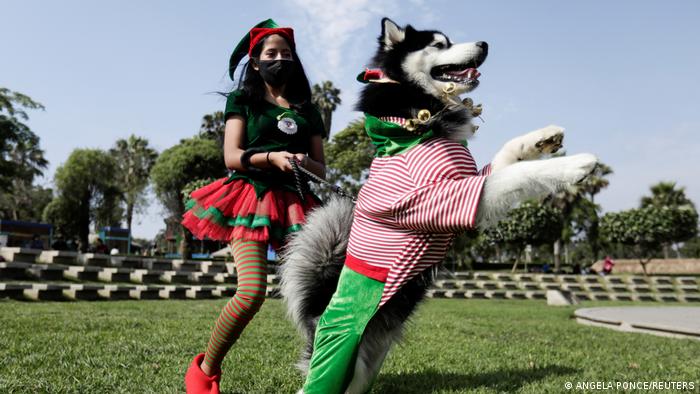 BG | Peru Lima Hunde im Weihnachtskostüm 