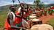 The Royal Drummers of Burundi: A dozen African drum players dressed in red white and green, playing in a green hilly landscape. The Royal Drummers of Burundi: A dozen African drum players dressed in red white and green, playing in a green hilly landscape.