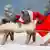 Кот в колпаке Санта-Клауса возлежит на санках