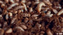 Insects: The new food?