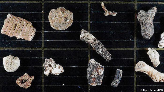 Fragmentos de briozoos descubiertos en el fondo del mar. 