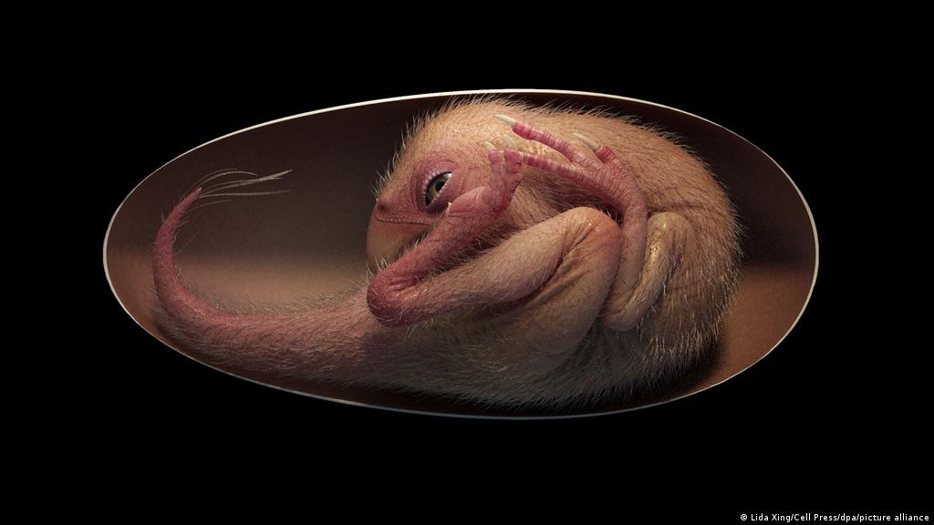 Hallan impresionante embrión de dinosaurio perfectamente conservado en su  huevo | Ciencia y Ecología | DW 