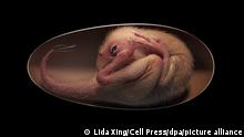 Lebendrekonstruktion eines kurz vor dem Schlüpfen stehenden Oviraptorosaurier-Embryos, basierend auf dem neuen Exemplar «Baby Yingliang». Ein erstaunlich gut erhaltenes Skelett eines Dinosaurier-Embryos in einem versteinerten Ei hat neue Erkenntnisse über die Entwicklung der urzeitlichen Tiere gebracht. (zu dpa «Blick in versteinertes Ei: Dino-Baby kauerte wie ein Vogel-Küken») +++ dpa-Bildfunk +++