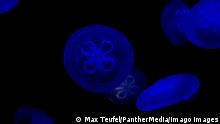 group of blue jellyfish bioluminescent
